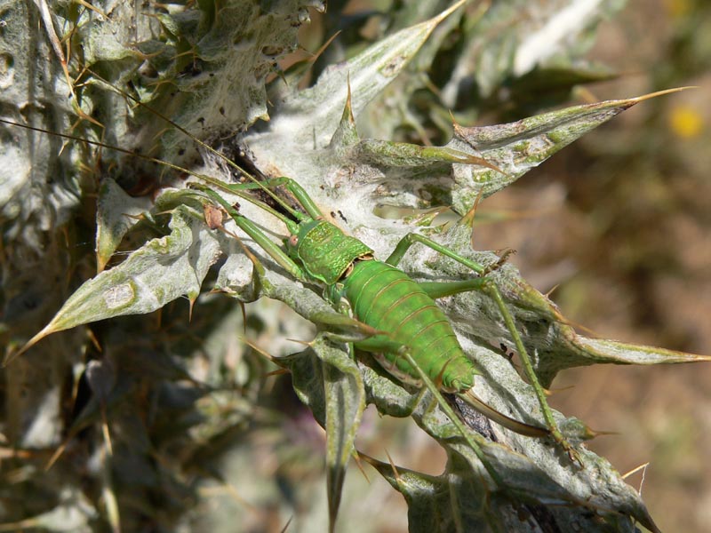 Uromenus brevicollis e Uromenus bonneti